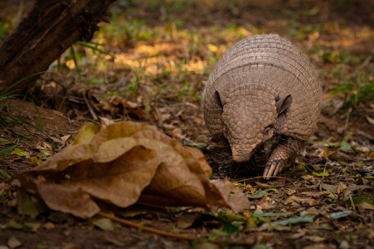 105 Zuid Pantanal, gordeldier.jpg